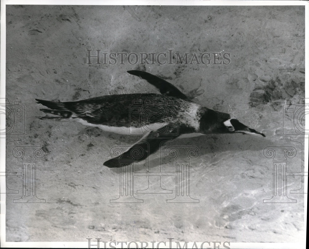 1960 Press Photo A penguin swimming at London's Regent Park zoo