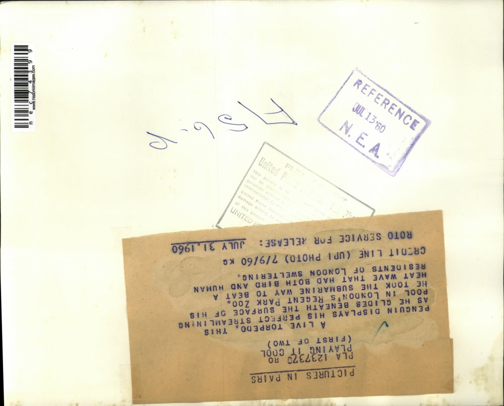 1960 Press Photo A penguin swimming at London's Regent Park zoo