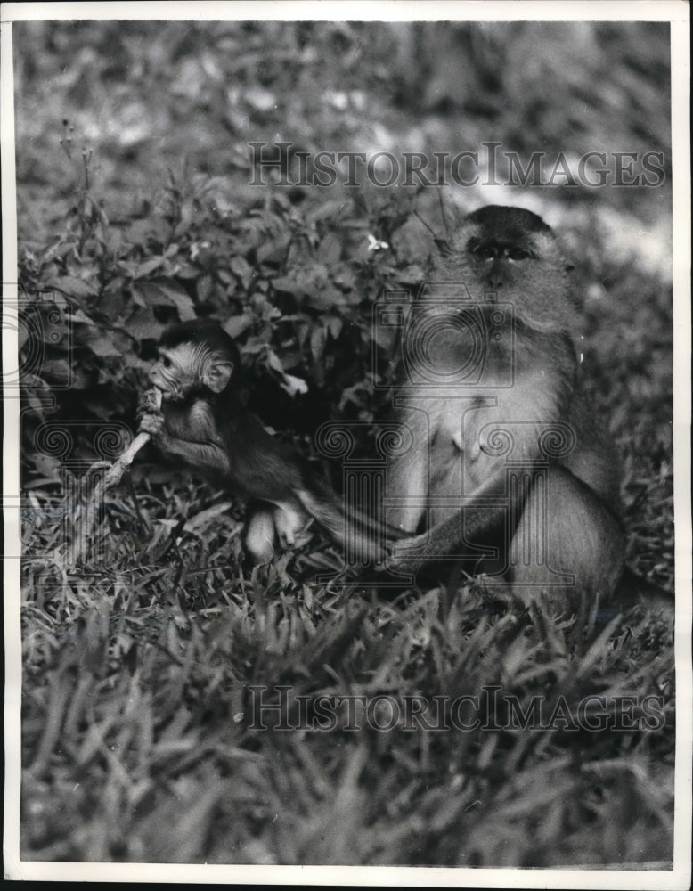1957 Press Photo Java monkeys as mom cares for her baby