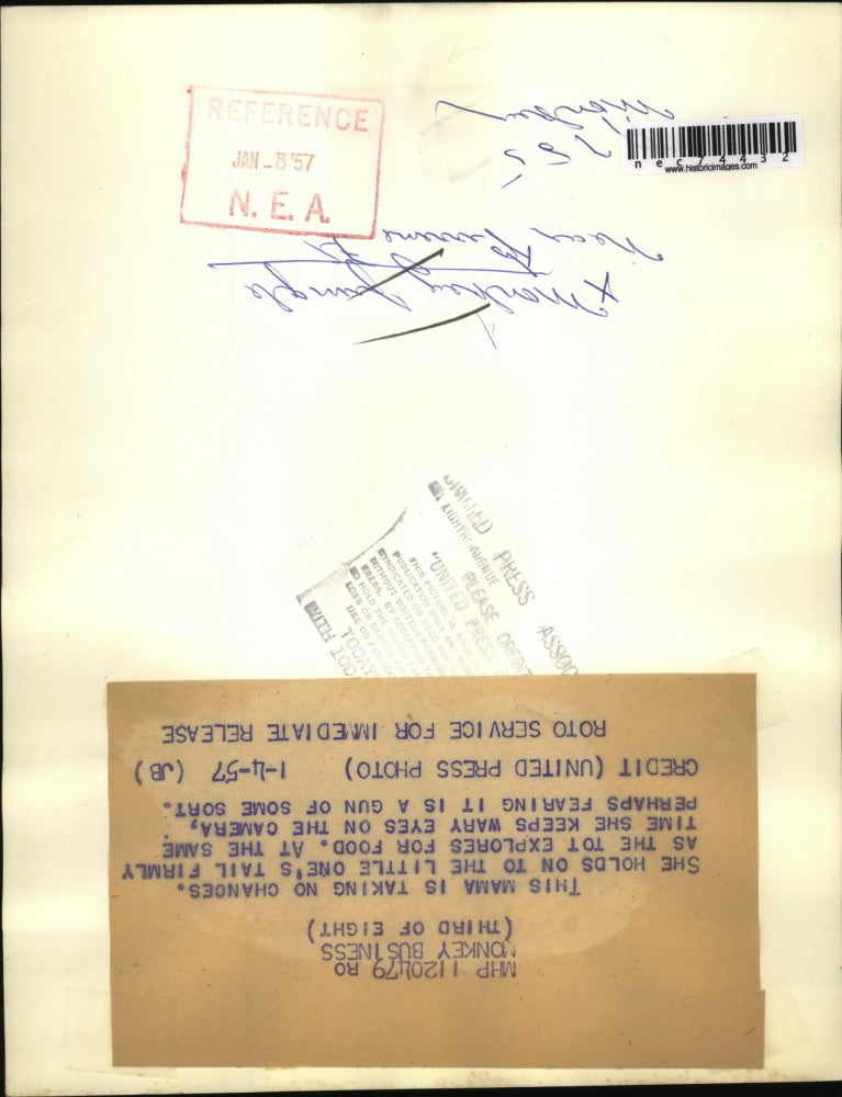 1957 Press Photo Java monkeys as mom cares for her baby