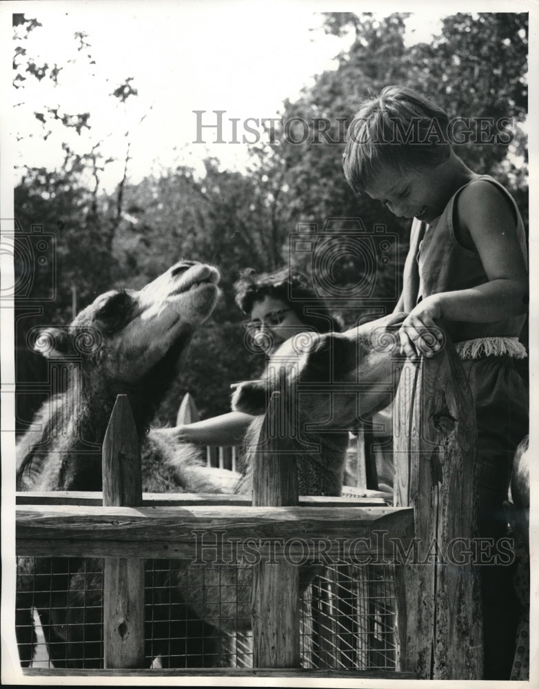 Load image into Gallery viewer, 1960 Press Photo Vistitors to a zoo feeding camels

