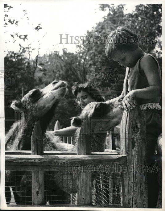 1960 Press Photo Vistitors to a zoo feeding camels