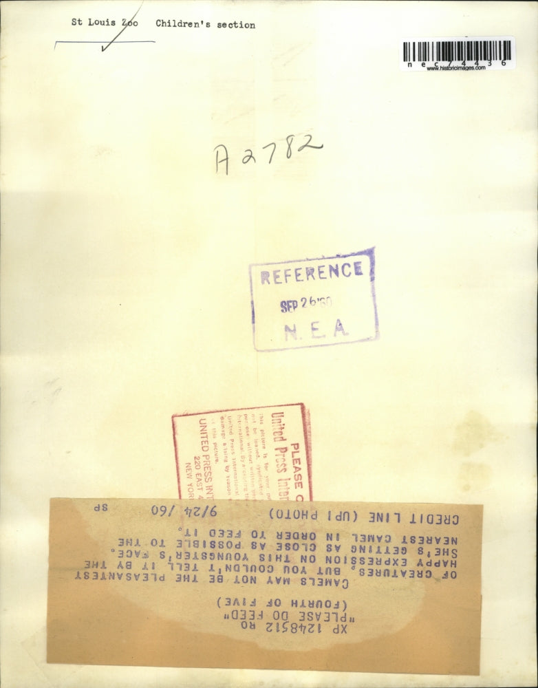 1960 Press Photo Vistitors to a zoo feeding camels