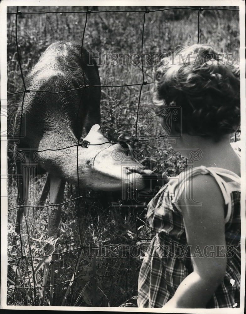 1940 Press Photo A friendly deer eats for childs hand at kids zoo