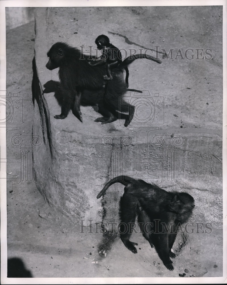 1953 Press Photo Moneies & their babies in the sun at a zoo