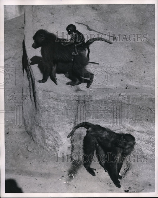 1953 Press Photo Moneies & their babies in the sun at a zoo