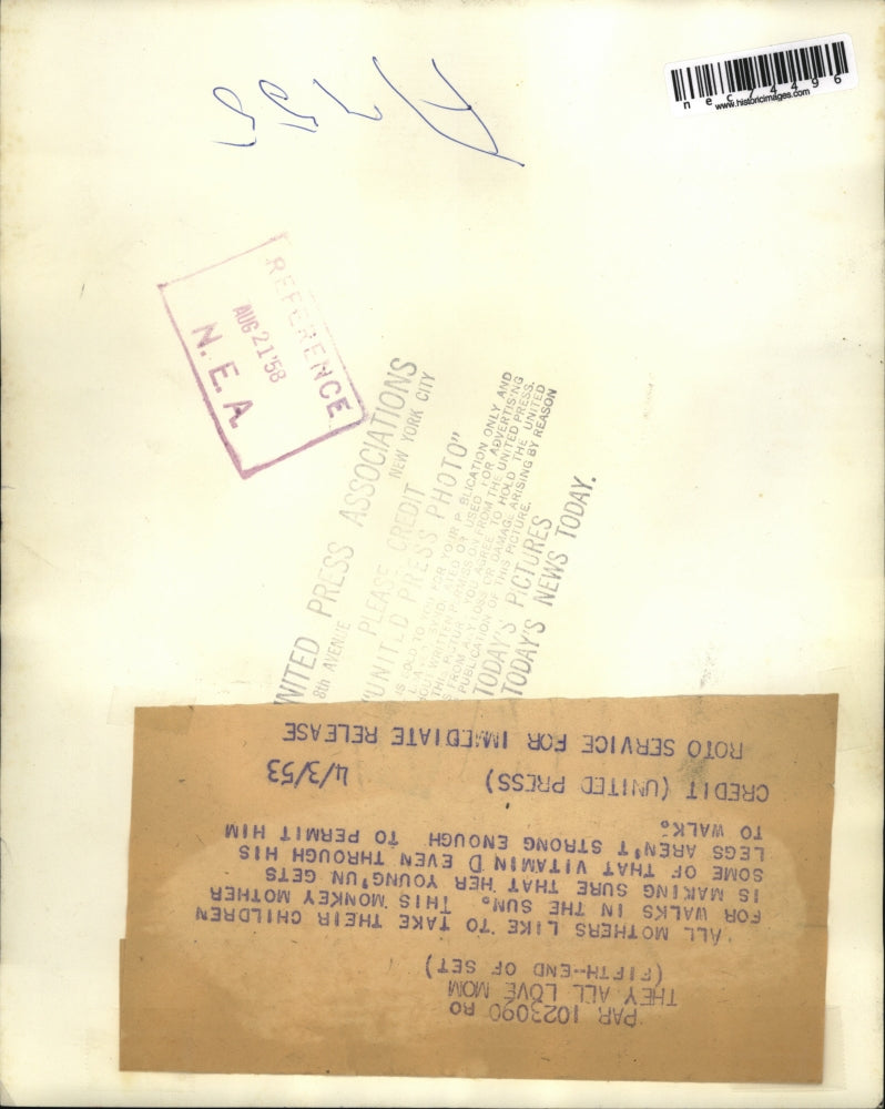 1953 Press Photo Moneies & their babies in the sun at a zoo