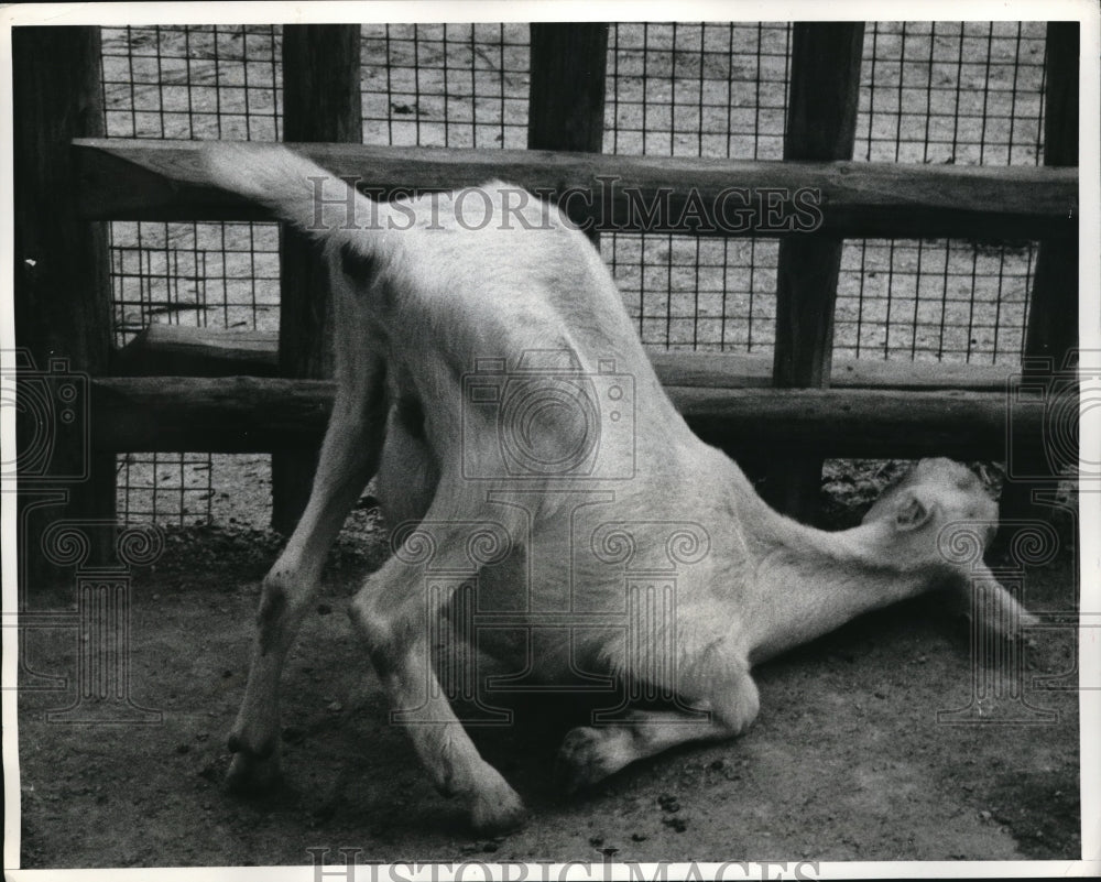1960 Press Photo Goat Attempts to Wriggle Head Thru Fence at St. Louis Zoo