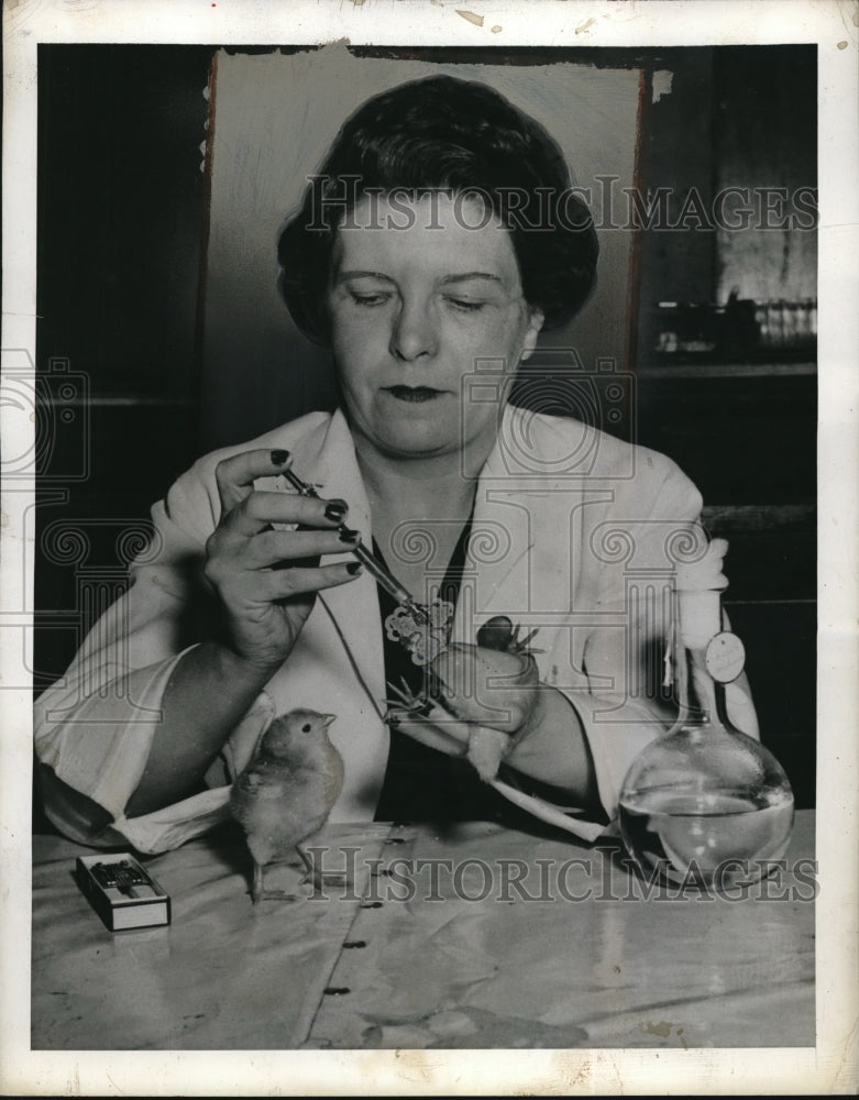 1942 Press Photo Dr Edna Higbee treating leghorn chocks