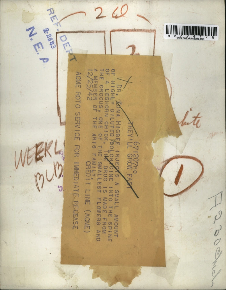 1942 Press Photo Dr Edna Higbee treating leghorn chocks