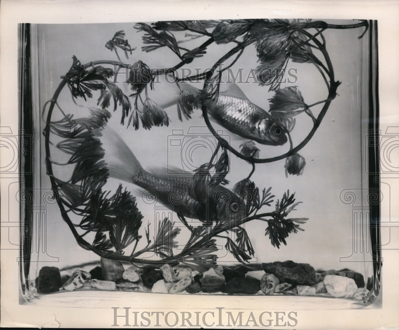 Load image into Gallery viewer, 1949 Press Photo Pair of goldfish at Swarthmore College in Pa
