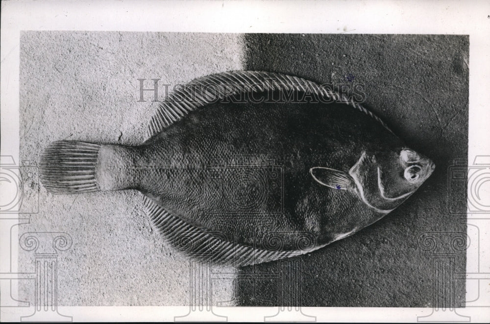 1944 Press Photo A flounder fish changes color according to background - Historic Images