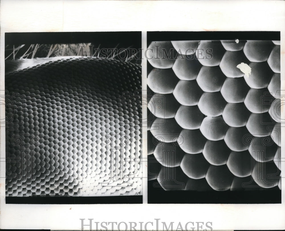 1970 Press Photo A stable fly's eye magnified 70 and 700 times