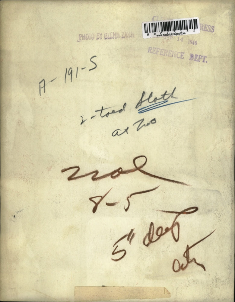 1946 Press Photo 2 toed sloth and its keeper at Cleveland zoo