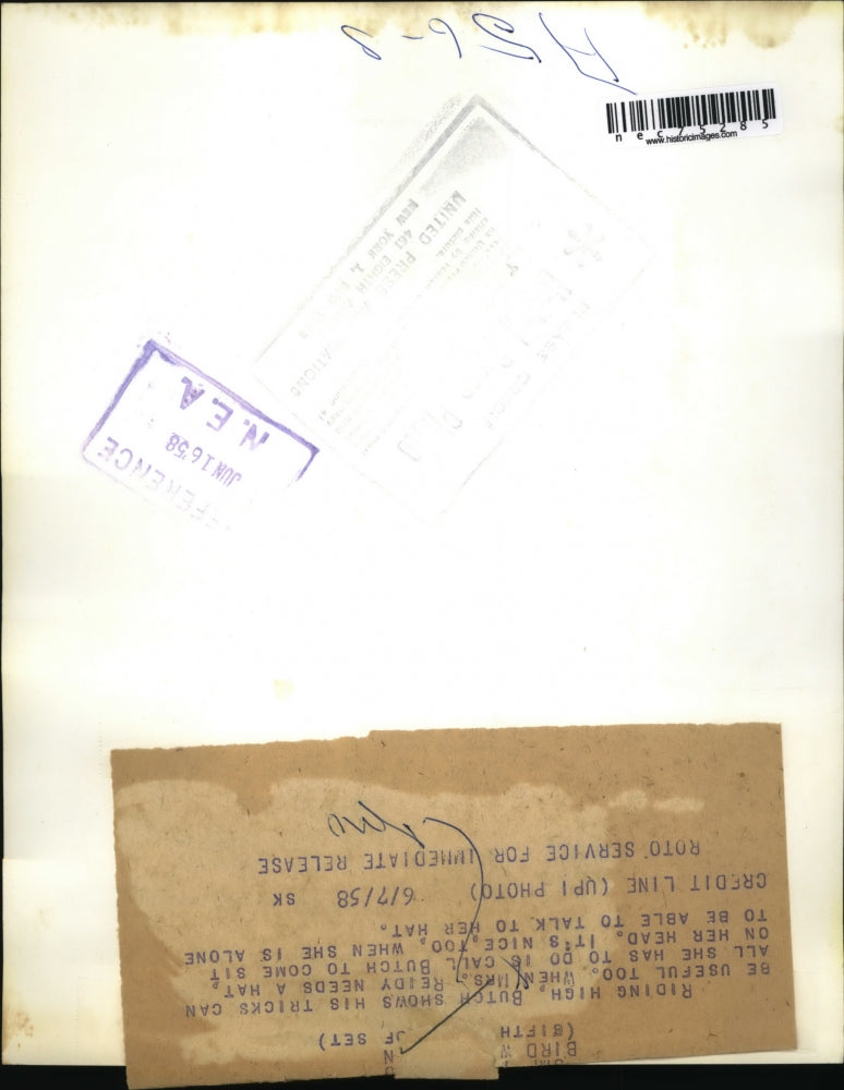 1958 Press Photo Cinncinati Ohio Mrs John Reidy & pet starling