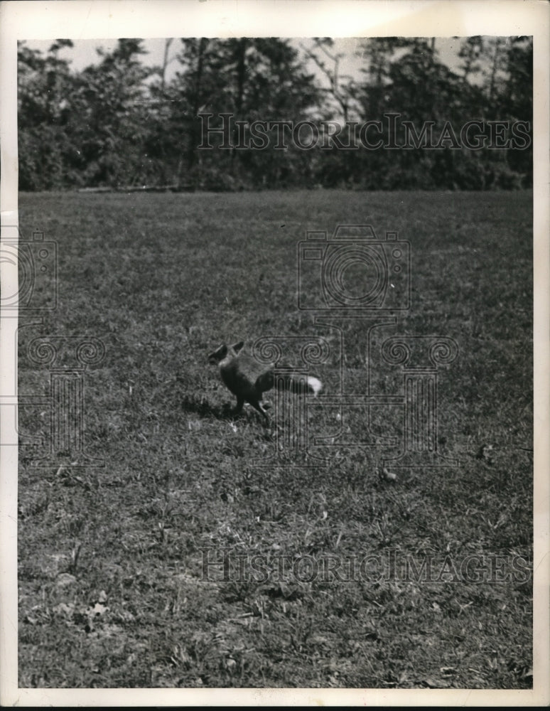 Load image into Gallery viewer, 1944 Press Photo A fox dashes across a field as the hounds chase it
