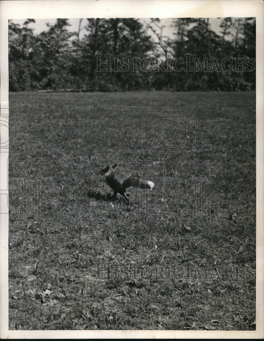 1944 Press Photo A fox dashes across a field as the hounds chase it
