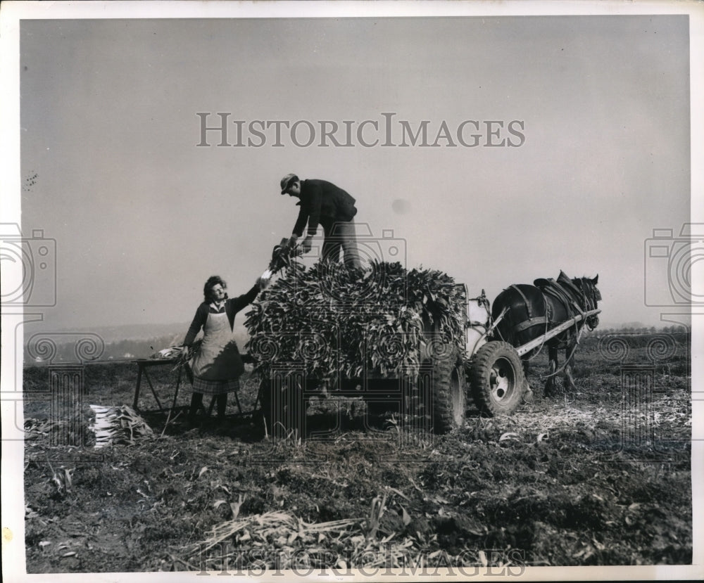 1948 Press Photo Farmer & his wife load leeks on cart in field near Paris