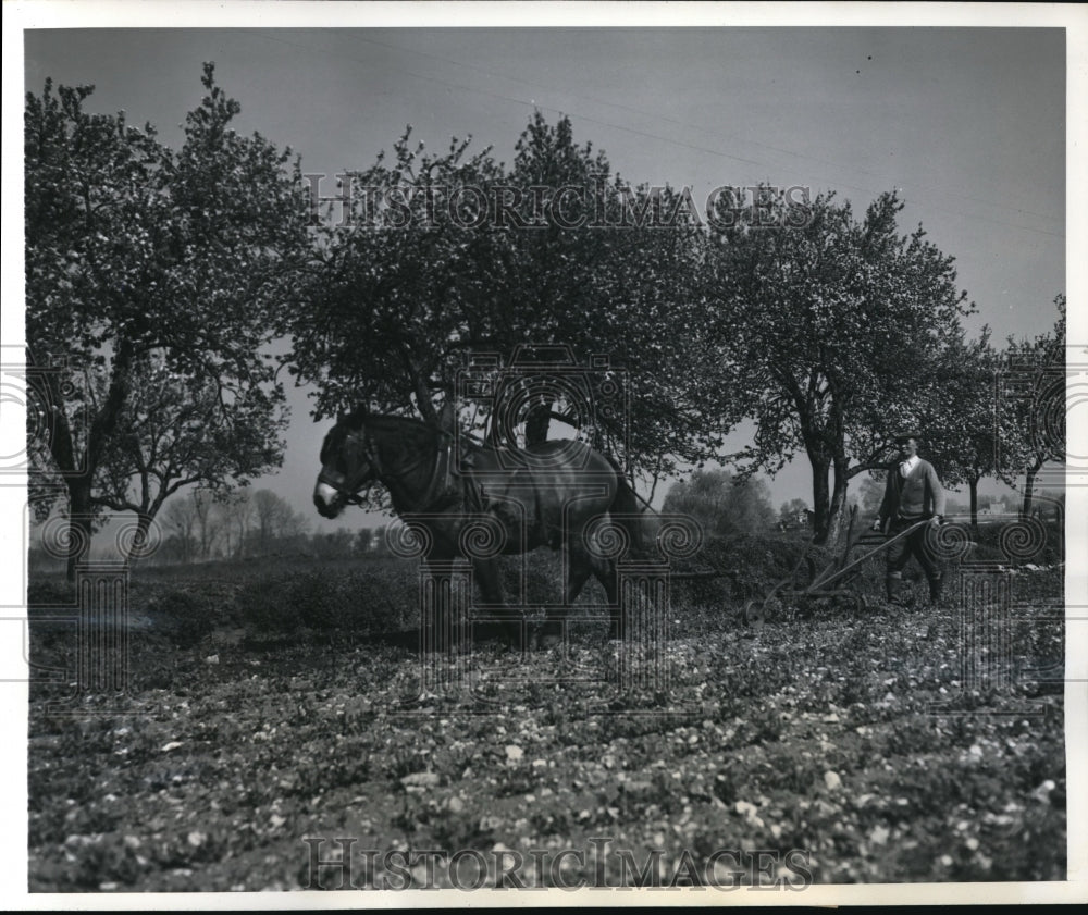1948 Press Photo Vincent Ociepa plows field with horse Pompom near Paris