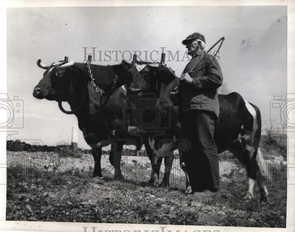 1940 Press Photo Fred H Noble & his paired oxen ready to plow a field
