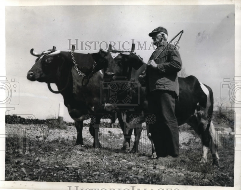 Load image into Gallery viewer, 1940 Press Photo Fred H Noble &amp; his paired oxen ready to plow a field
