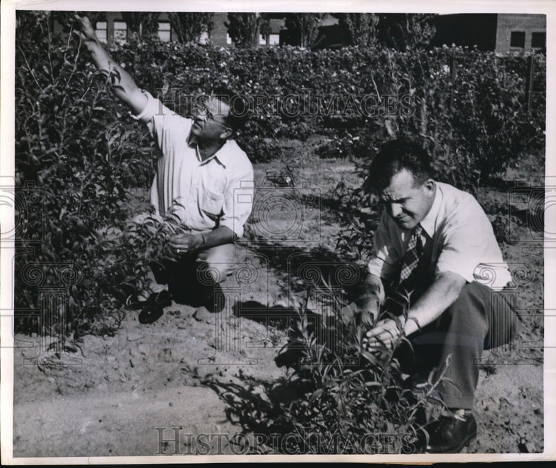 Load image into Gallery viewer, 1951 Press Photo Peach trees studied in fumigated &amp; non fumigated plots
