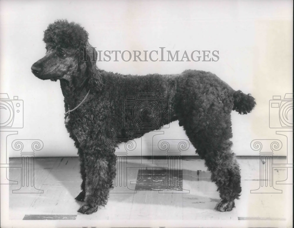 1959 Press Photo Standard Poodle Phydo C.D. Karen and Terry Klyne