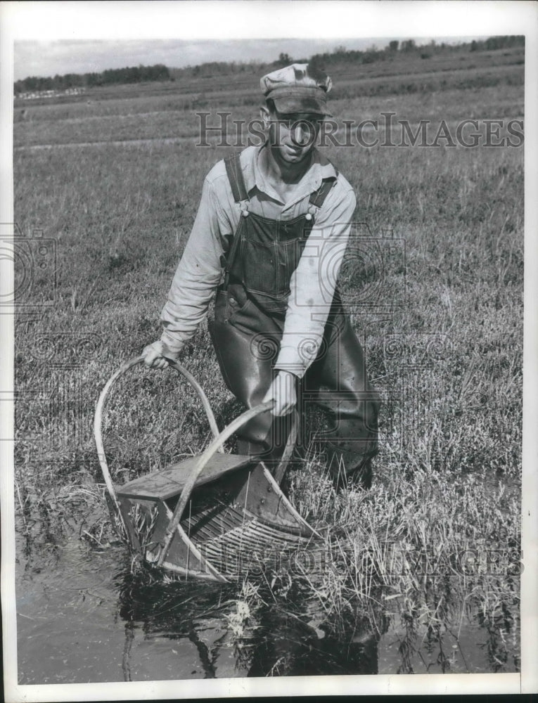 1946 Press Photo Cranberry Harvesting