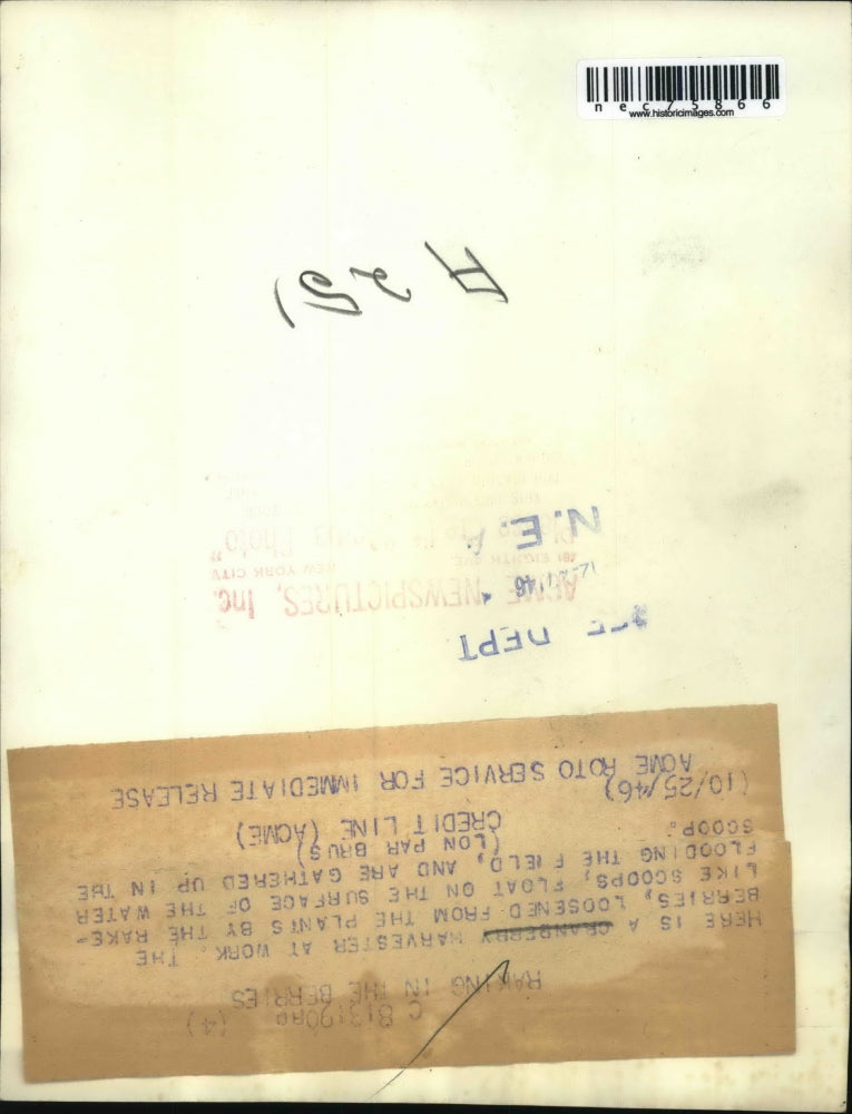 1946 Press Photo Cranberry Harvesting