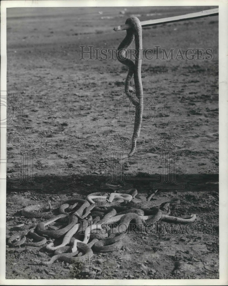 1940 Press Photo Hunting party kills 50 rattle snakes - nec75964