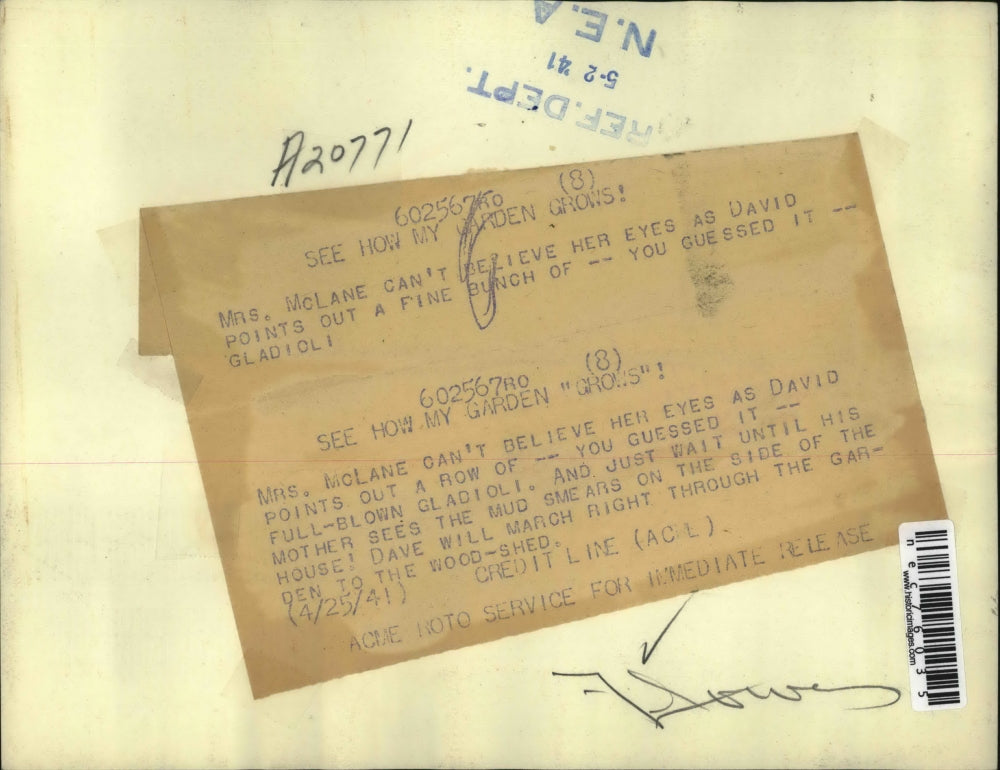 1941 Press Photo Young David McLane Shows Mom Gladiolis on the Side of the House