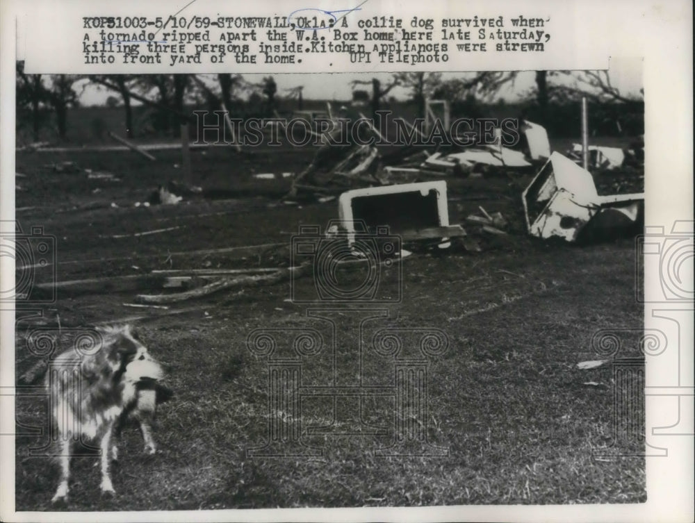 1959 Press Photo Collie dog survived when Tornado ripped apart the W.A> Box Home