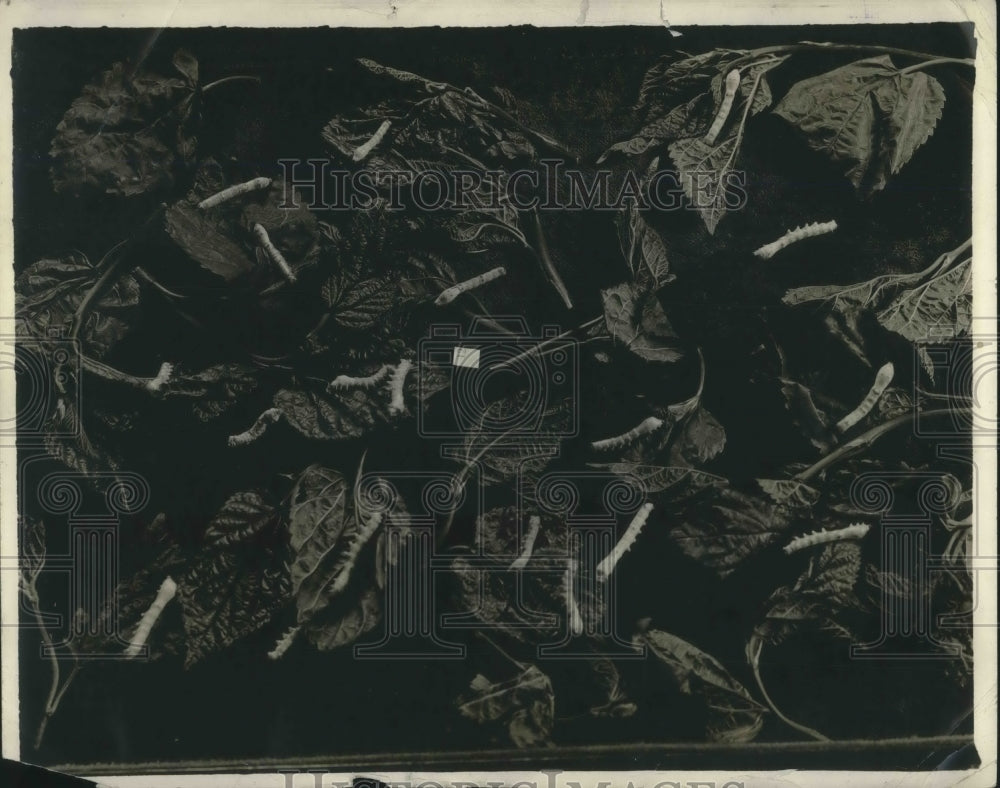 1920 Press Photo Silk Worms