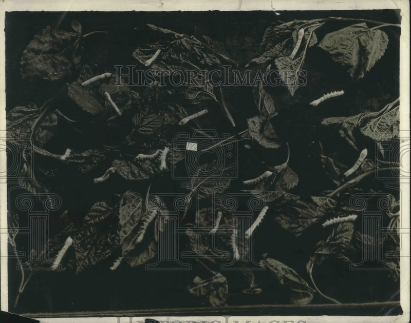 Load image into Gallery viewer, 1920 Press Photo Silk Worms
