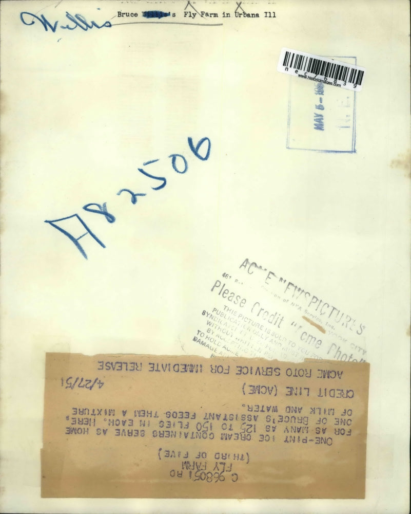 1951 Press Photo Assistant at Willis Bruce Fly Farm Feeds Flies Milk and Water