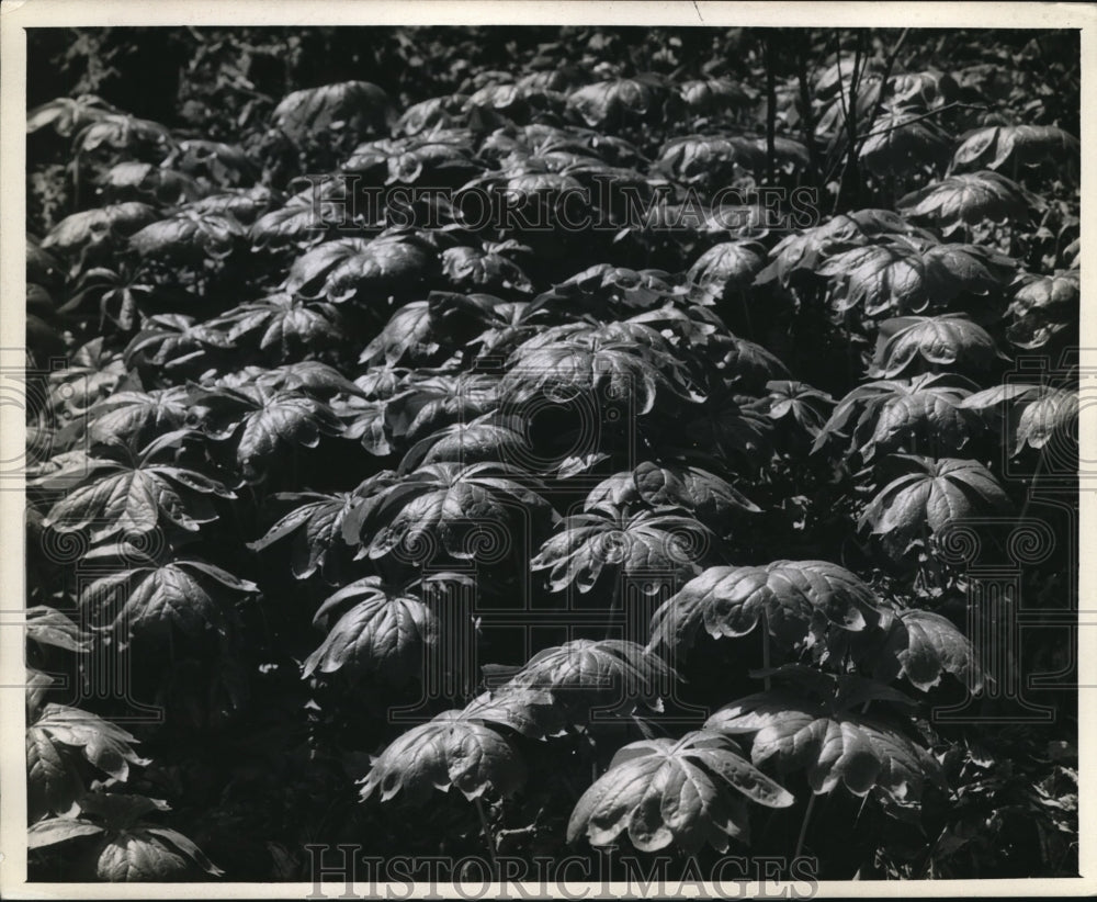 1944 Press Photo Mayapple plants, North American wild mandrake