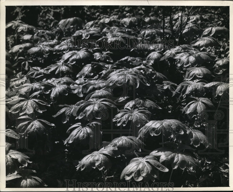 Load image into Gallery viewer, 1944 Press Photo Mayapple plants, North American wild mandrake
