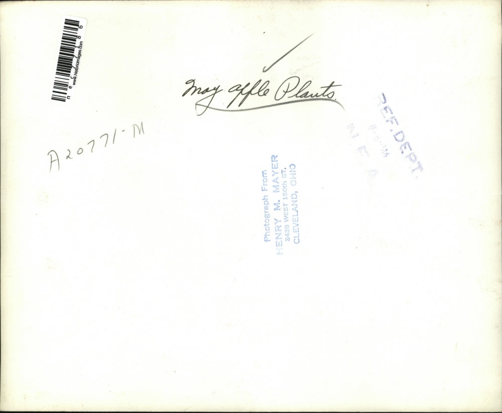 1944 Press Photo Mayapple plants, North American wild mandrake