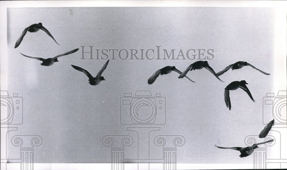 1961 Press Photo Golden Eye Ducks flying over Lake Erie during the cold spells