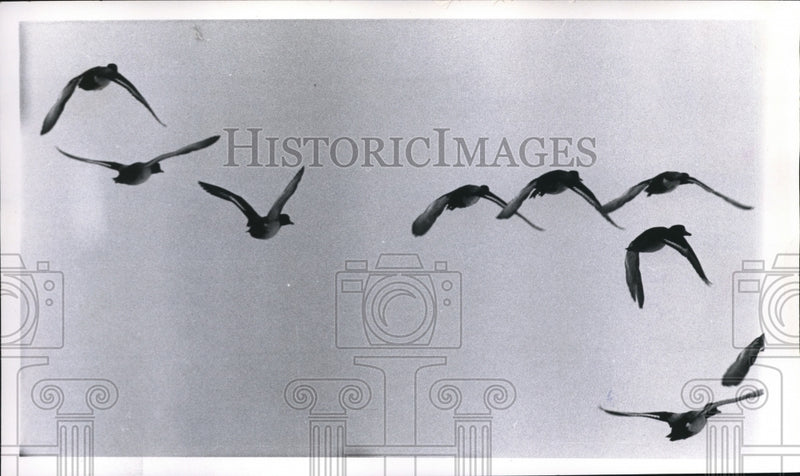 Load image into Gallery viewer, 1961 Press Photo Golden Eye Ducks flying over Lake Erie during the cold spells
