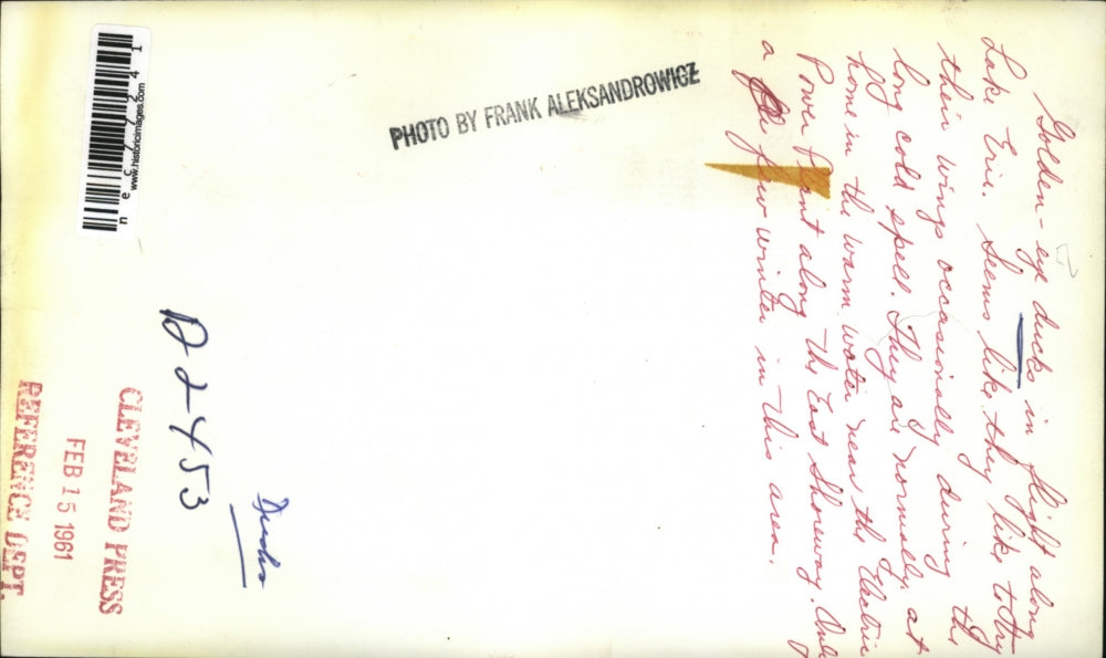 1961 Press Photo Golden Eye Ducks flying over Lake Erie during the cold spells