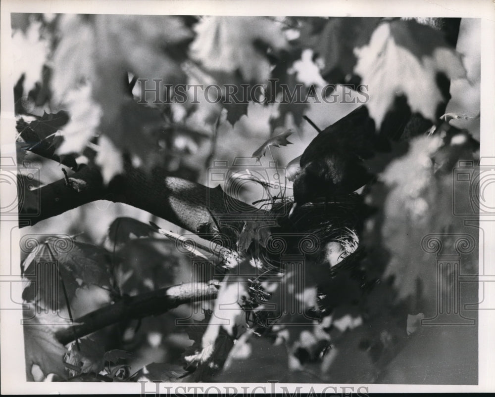 1952 Press Photo "Papa" Robin fixing his egg filled nest