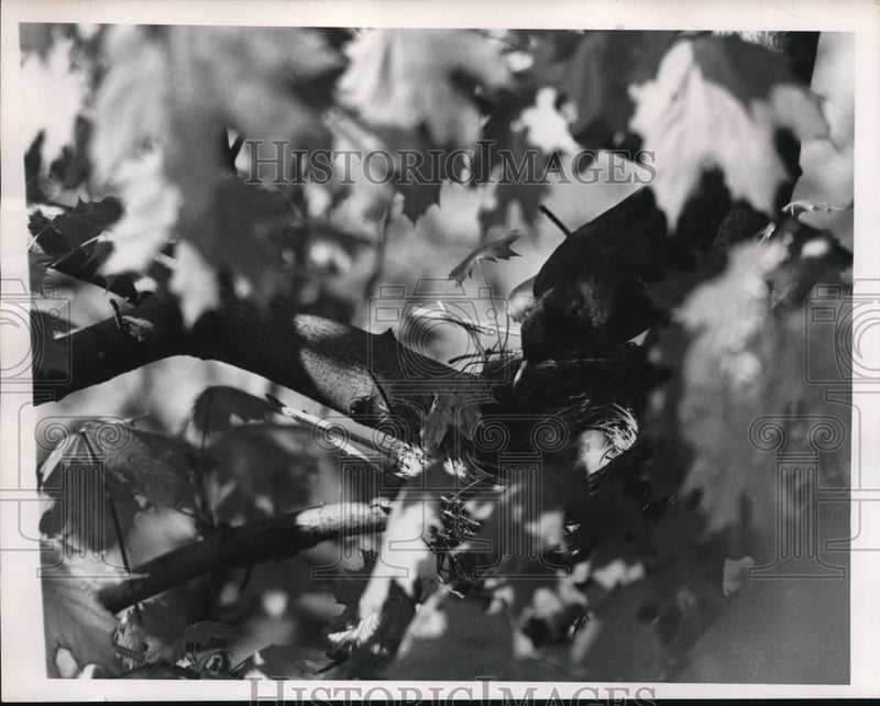 Load image into Gallery viewer, 1952 Press Photo "Papa" Robin fixing his egg filled nest
