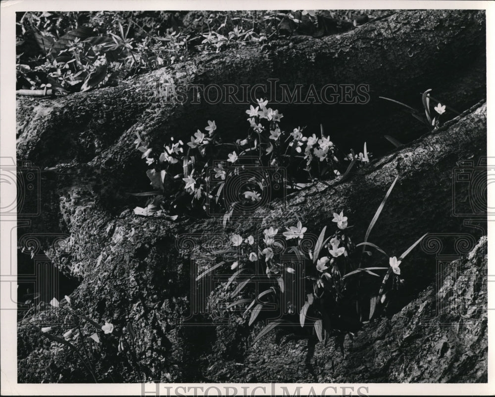 1949 Press Photo Spring Beauty , a plant in R. River - Historic Images