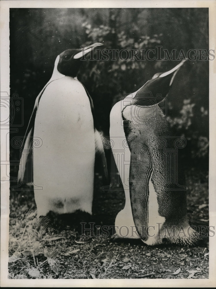 Load image into Gallery viewer, 1938 Press Photo Mated penquinsPeggy and Percy take turns sitting on their egg
