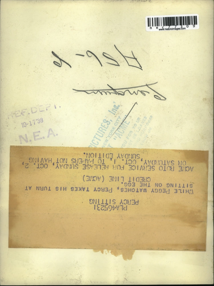 1938 Press Photo Mated penquinsPeggy and Percy take turns sitting on their egg