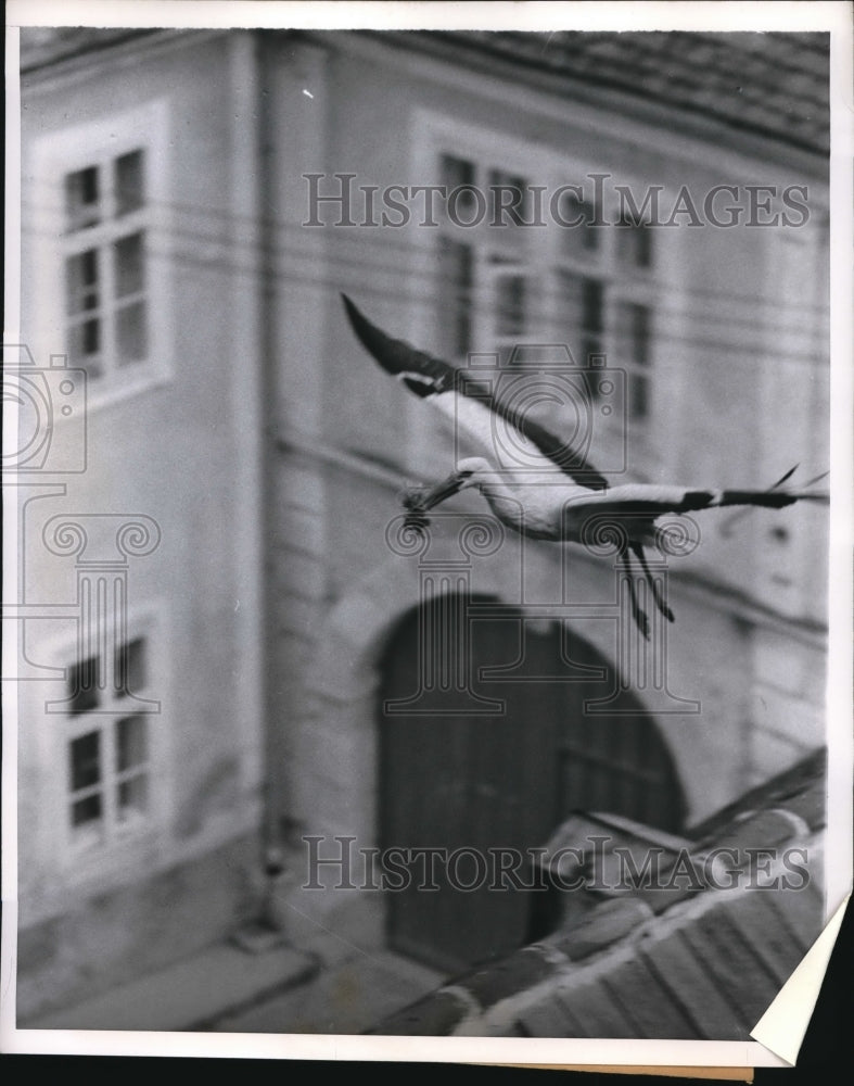 1958 Press Photo Stork carries beakful of grass to build nest