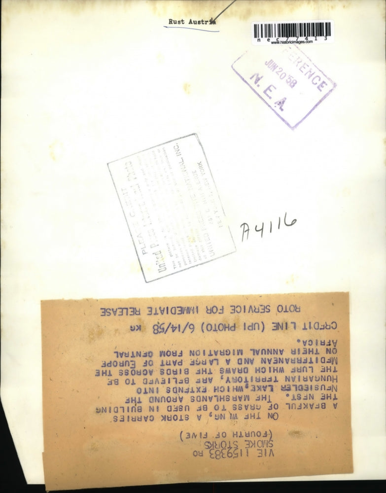 1958 Press Photo Stork carries beakful of grass to build nest