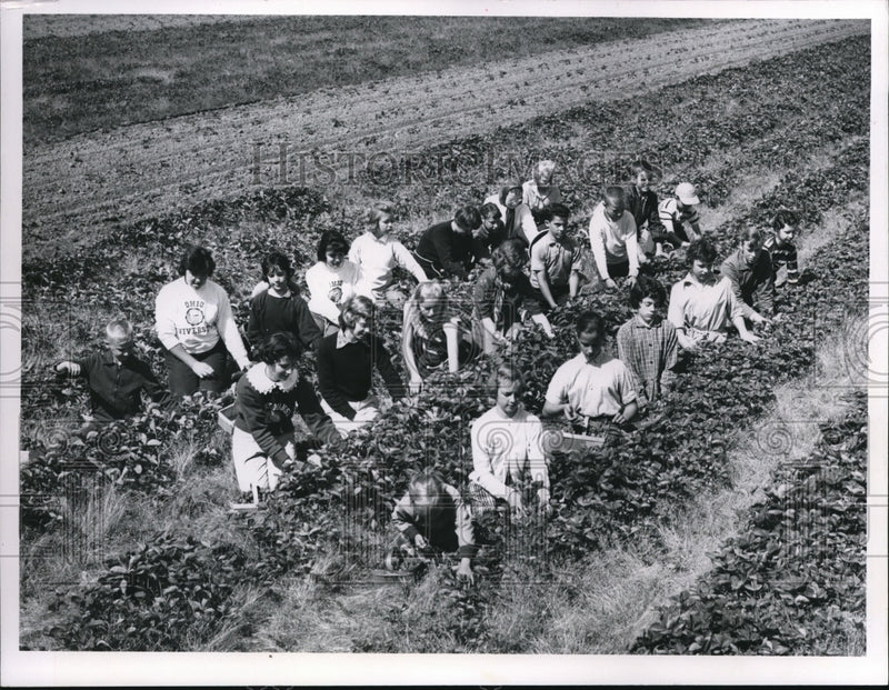 Load image into Gallery viewer, 1961 Press Photo Strawberry Pickers On Mayton Farm
