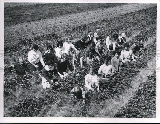 1961 Press Photo Strawberry Pickers On Mayton Farm
